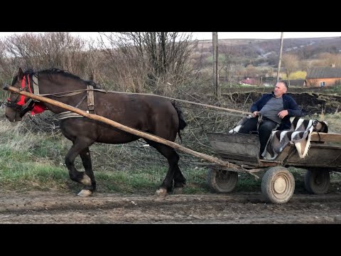 Коні Ваговози.Запрягли Кобилу.Гарно