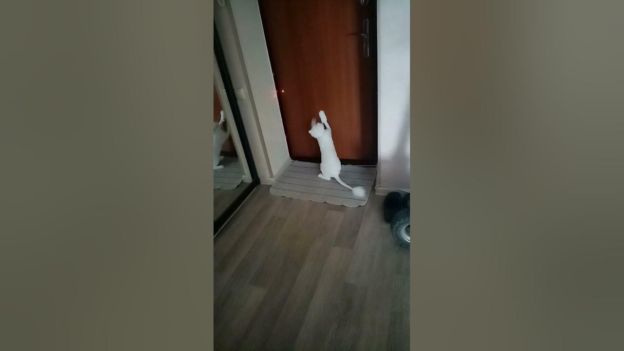 Мартин кот играет с лазерной указкой. - YouTube