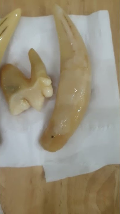 Nanh cọp sưu tầm