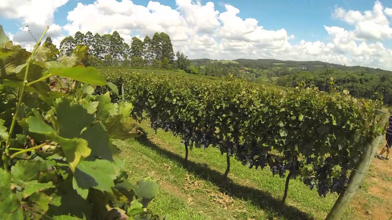 Victorino desengaveta a deliciosa Roque para nos fazer viajar