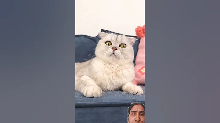 Video 8170181: funnycats pets catlover cats, cats pets catlover funny, pets love catlover funny