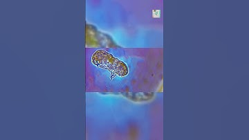 How Do Tardigrades Survive Extreme Conditions? 🧫❄️🔥