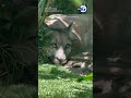 Mountain lion lounges in Santa Monica yard