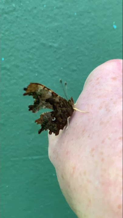 Polygonia c-album - the ‘comma’ butterfly
