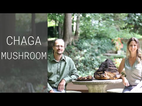 Learn about CHAGA MUSHROOM powder direct from the farmer!