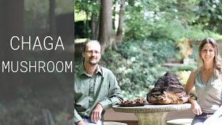 Learn about CHAGA MUSHROOM powder direct from the farmer!