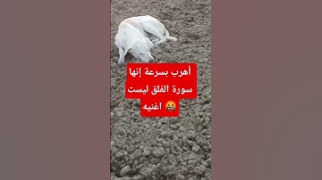 أهرب بسرعة إنها سورة الفلق ليست اغنيه 🤬 #اكسبلور #المصحف #islamicprayer #دويتو #الرحمن