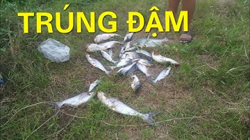 CÂU CÁ TRA 1 NGÀY TRÚNG ĐẬM (P2)