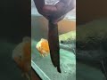 മീനെ അങ് ഇട്ടത് മത്രം ഒര്‍മ ഉള്ളു 😱| Arapaima Eats Giant Fish