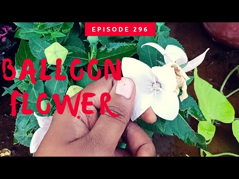 Video: Balloon Flower Plant - Uzgajanje cvijeća od balona u vašem vrtu