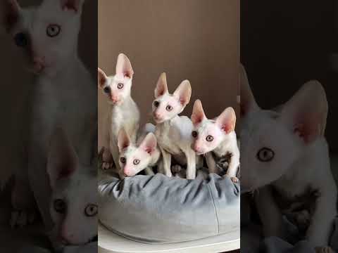 これがコーニッシュレックス！くるくる毛の超軽量猫🐱✨ #コーニッシュレックス#猫好き #かわいい猫