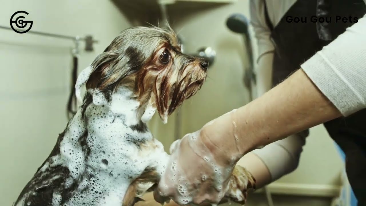 Stop the Itch Naturally 🐾 Lemongrass Shampoo for Pets with Sensitive Skin