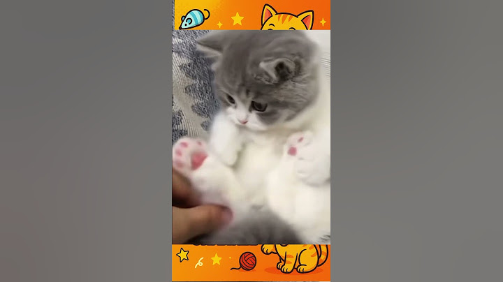 "Too Cute to Handle! This Kitty Will Melt Your Heart 😻💞"