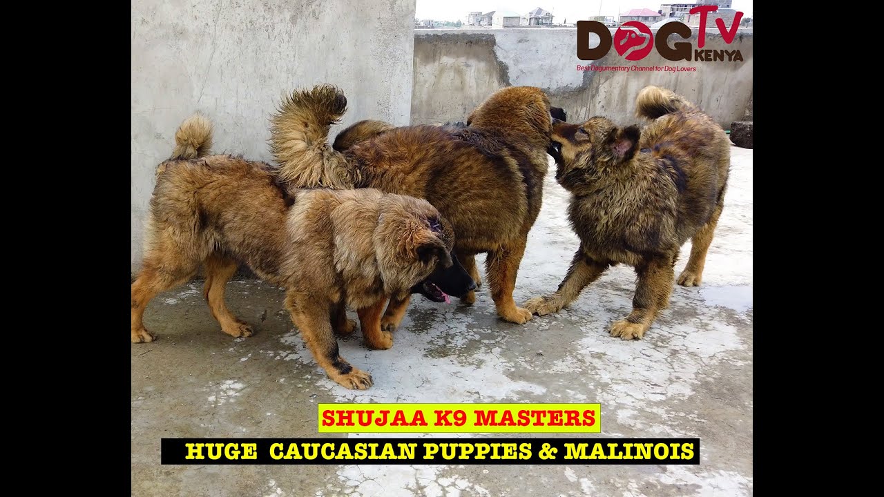 SHUJAA K9 MASTERS HOME OF CAUCASIAN AND BELGIAN MALINOIS WORKING DOGS.