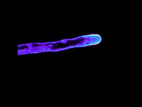 DRP1C GFP root hair heatmap