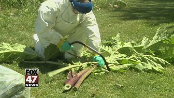 How to Spot Giant Hogweed & What to Do