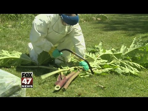 Video: Krig Med Hogweed: Hur Man Kan Bli Av Med En Farlig Växt