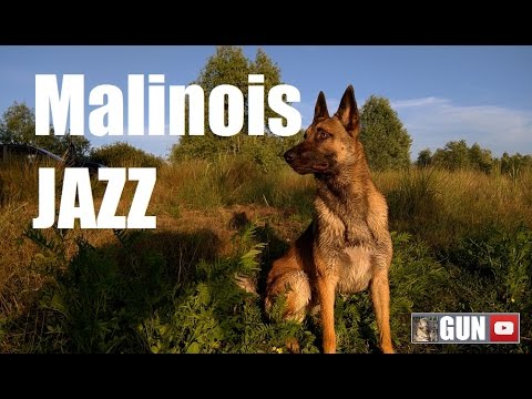Extrêmes admirations Malinois GUN et Jazz malinois pronunciation