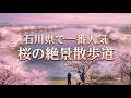 人!人!人!大人気の木場潟公園!KIBAGATA PARK Cherry Blossom 石川県小松市 お花見 ドローン