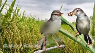 Suara pikat ciblek sawah ampuh