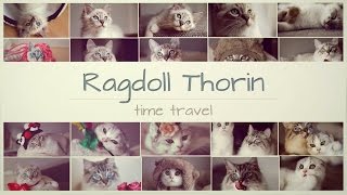 Time-Travel of a Ragdoll Kitten and his best buddy