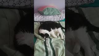 my cat whiskers sleeping in my bed