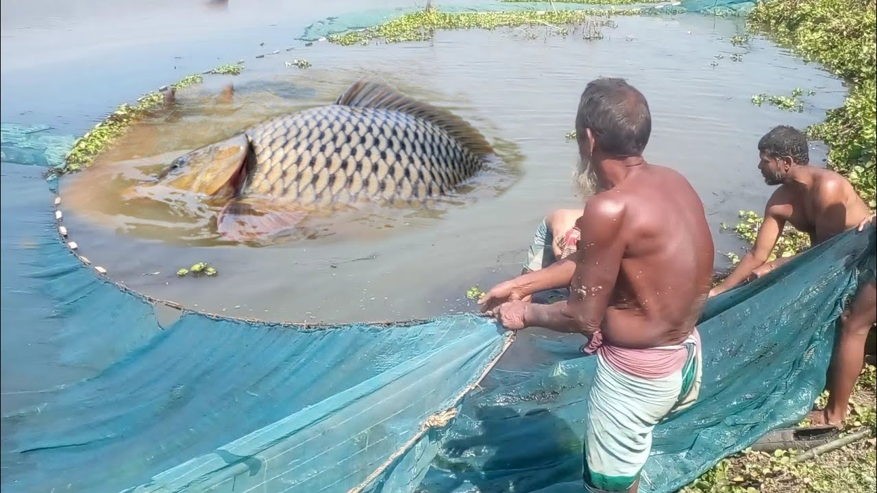 Amazing Big Fish Video | Best Village Fishing Video | Big Fish Video ...