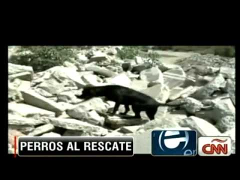 Video: Rescatistas De Japón Encuentran Un Perro A La Deriva En El Mar En Una Casa