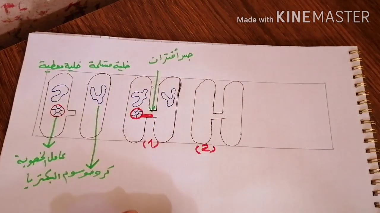 رسم ((مراحل الأقتران البكتيري))