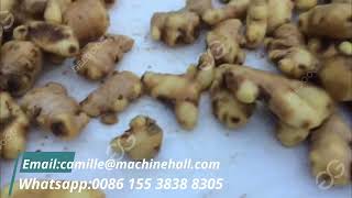 Automatic Ginger Washing Peeling Slicing Processing Machine