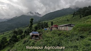 GOAT FARMING SINDHUPALCHOK||RATNAPUR AGRICULTURE RATNA BHANDARI||BAKHRAPALAN NEPAL PETKU 6