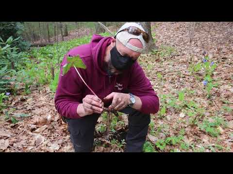 Video: Kan du odla trillium från frö?