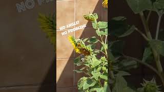 A goldfinch is eating our sunflower seeds! #shorts