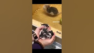 Why scientists experiment 🧪 on rats #shirts #science #experimets