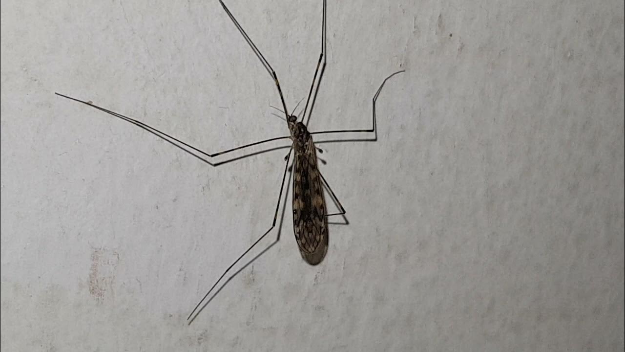 VELIKI OGROMNI INSEKTI U KUČIPRAVI MUŠKI KOMARAC SJEDI NA ZIDU I