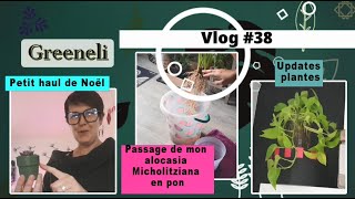 Vlog plantes#38 - Petit haul de Noël; alocasia micholitziana en pon; updates plantes (janvier 2024)