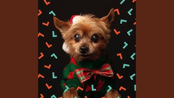 Remarkable Backdrops for Calm Puppies