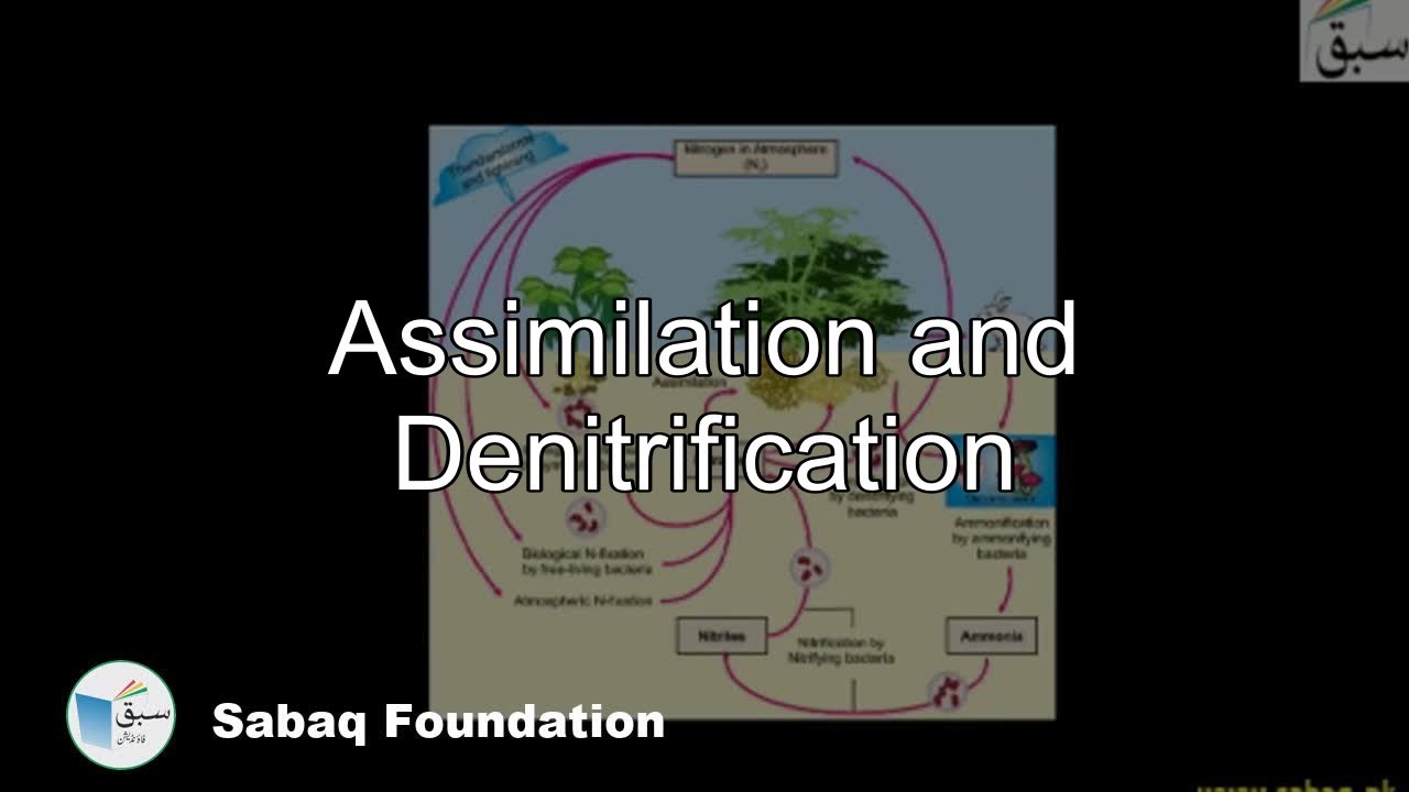 Assimilation Biology