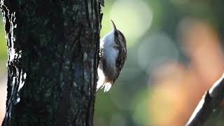 The Clockwork Bird of the Woods - The Tree Creeper.