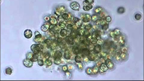Life cycle of newly multicellular algae