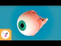 The human eye and its parts  sight  senses for children
