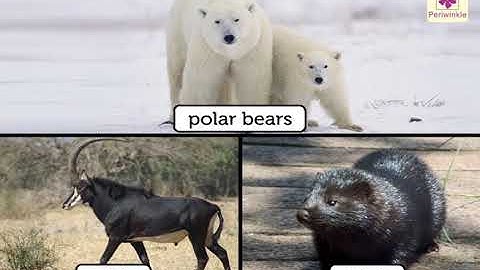 Ears and Body Hair of Animals | Environmental Studies Grade 4 | Periwinkle