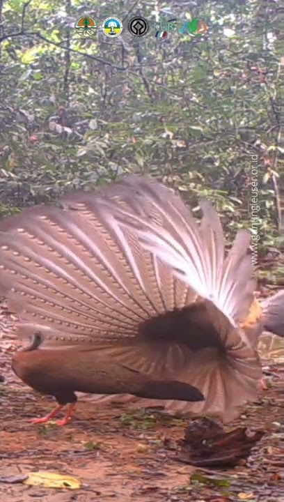 Kuau Raja Jantan Menggoda Sang Betina