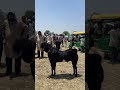 Big Size Malwa Goat At Gandhi Nagar Bakra Mandi Bhopal April 2025 Big Size Malwa Goat At Gandhi Nagar Bakra Mandi Bhopal April 2025