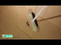 مئات بيوض العناكب تفقس وتنتشر في منزل رجلٍ في استراليا