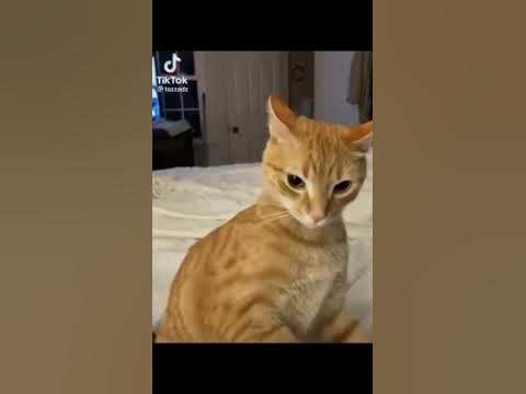 Animals with vine booms compilation - #memes #shorts #viral - YouTube