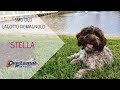 5MO OLD LAGOTTO ROMAGNOLO 'STELLA', 2 WEEK BOARD AND TRAIN PROGRAM W/ TIFFANY 5MO OLD LAGOTTO ROMAGNOLO 'STELLA', 2 WEEK BOARD AND TRAIN PROGRAM W/ TIFFANY