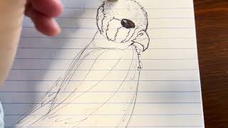 Sketching a Kestrel bird Sketching a Kestrel bird