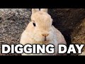 A Day in the Life of a Digging Rabbit 🐰