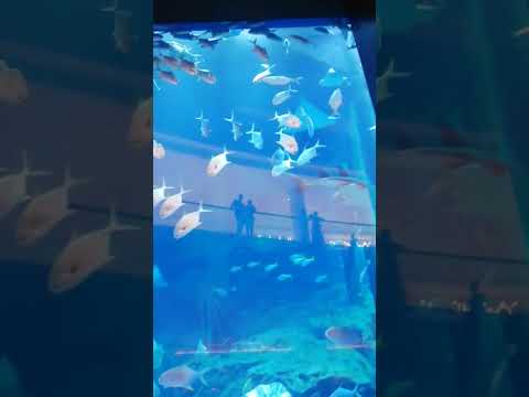 Exploring Dubai aquarium and under water zoo